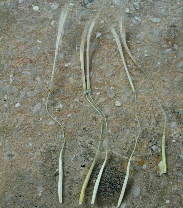 شنگ نی مانند - معرفی و خواص گیاهان دارویی